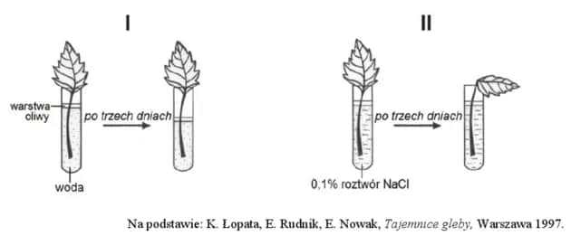 Wpływ stężenia roztworów na osmozę - kluczowe odkrycia w biologii