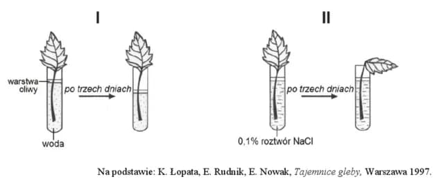 Wpływ stężenia roztworów na osmozę - kluczowe odkrycia w biologii
