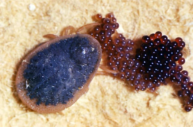 Jak rozpoznać gniazdo kleszczy? To dowody, które Cię zaskoczą