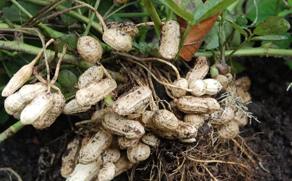 Prawda czy mit: gdzie naprawdę rosną orzeszki ziemne? Zaskoczenie