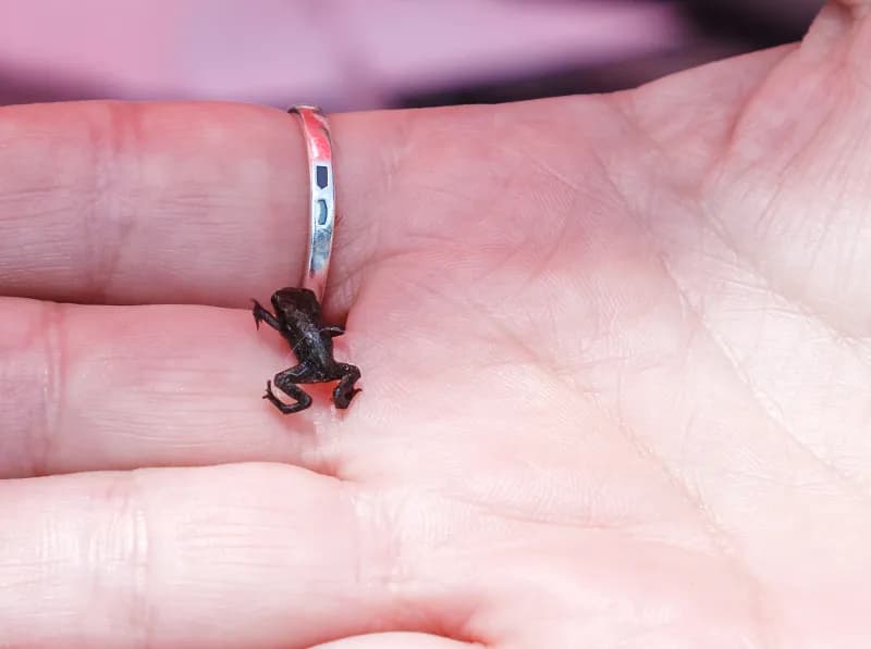 Najmniejsze zwierzę świata: 5 cudów natury mniejszych niż grosz