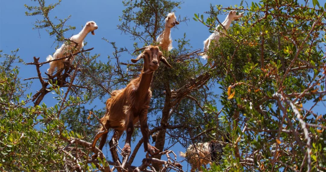 Uwierzysz? Kozy na drzewach to rzeczywistość, nie fotomontaż
