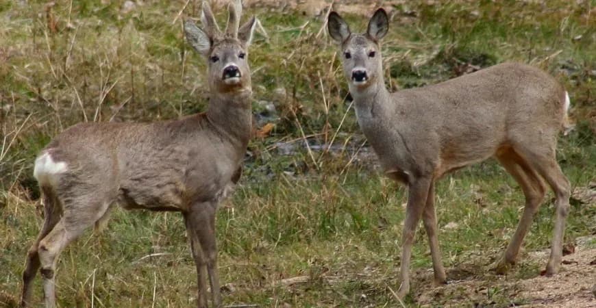 Ile waży sarna: Średnia waga tego gatunku zwierzęcia