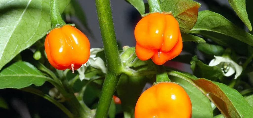 Ostre papryczki - jaka jest ich skala ostrości i czym się różnią?