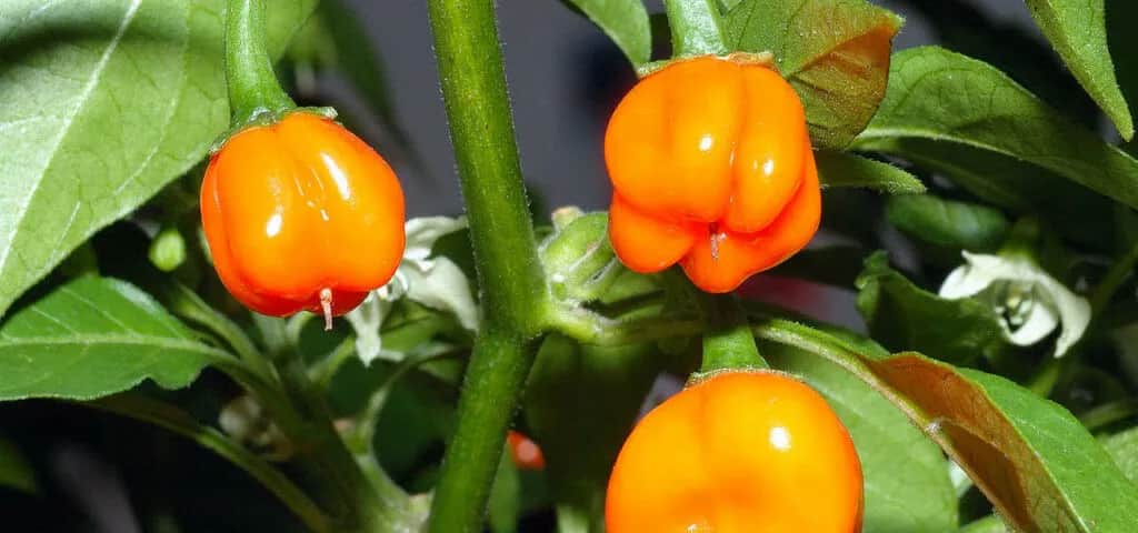 Ostre papryczki - jaka jest ich skala ostrości i czym się różnią?