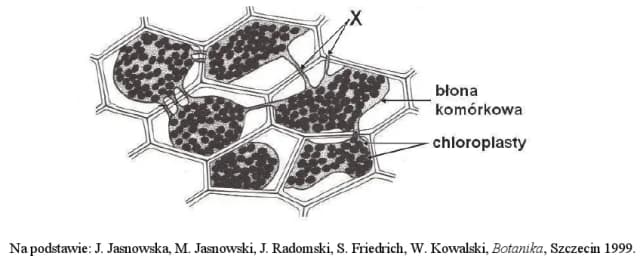 Zjawisko plazmolizy w komórkach roślinnych - fascynujący proces biologiczny